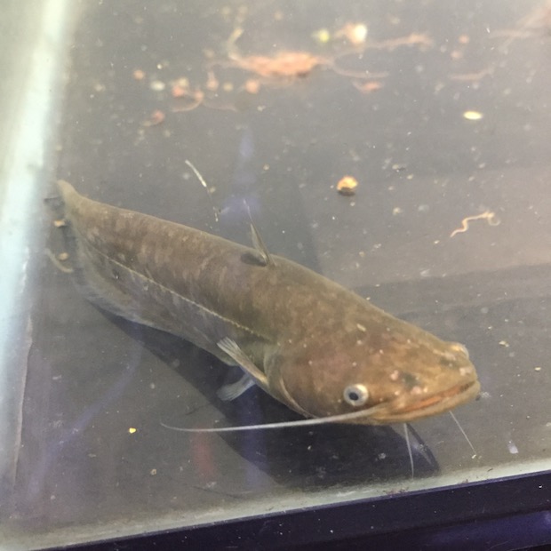 イワトコナマズ