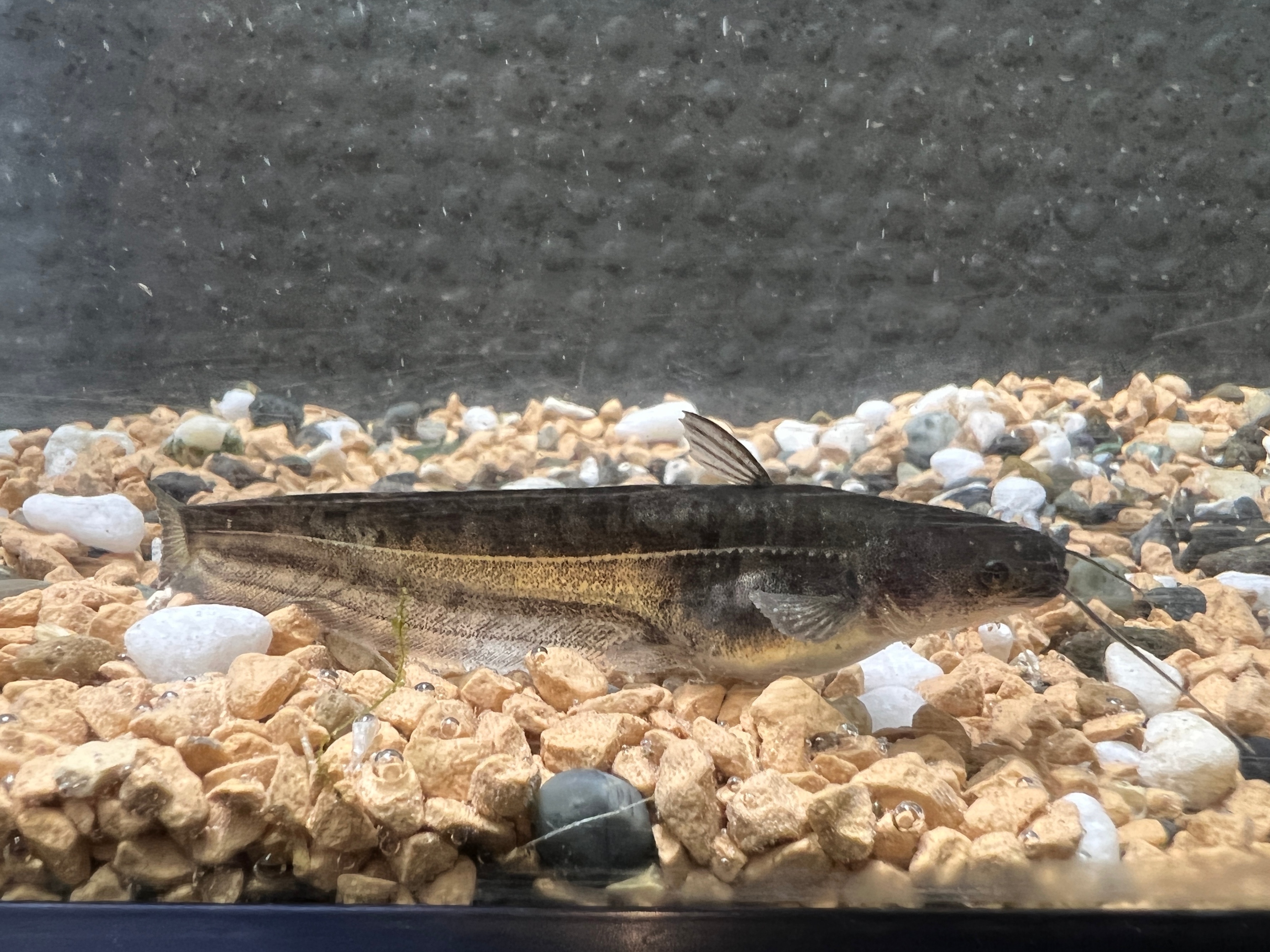 ビワコオオナマズ