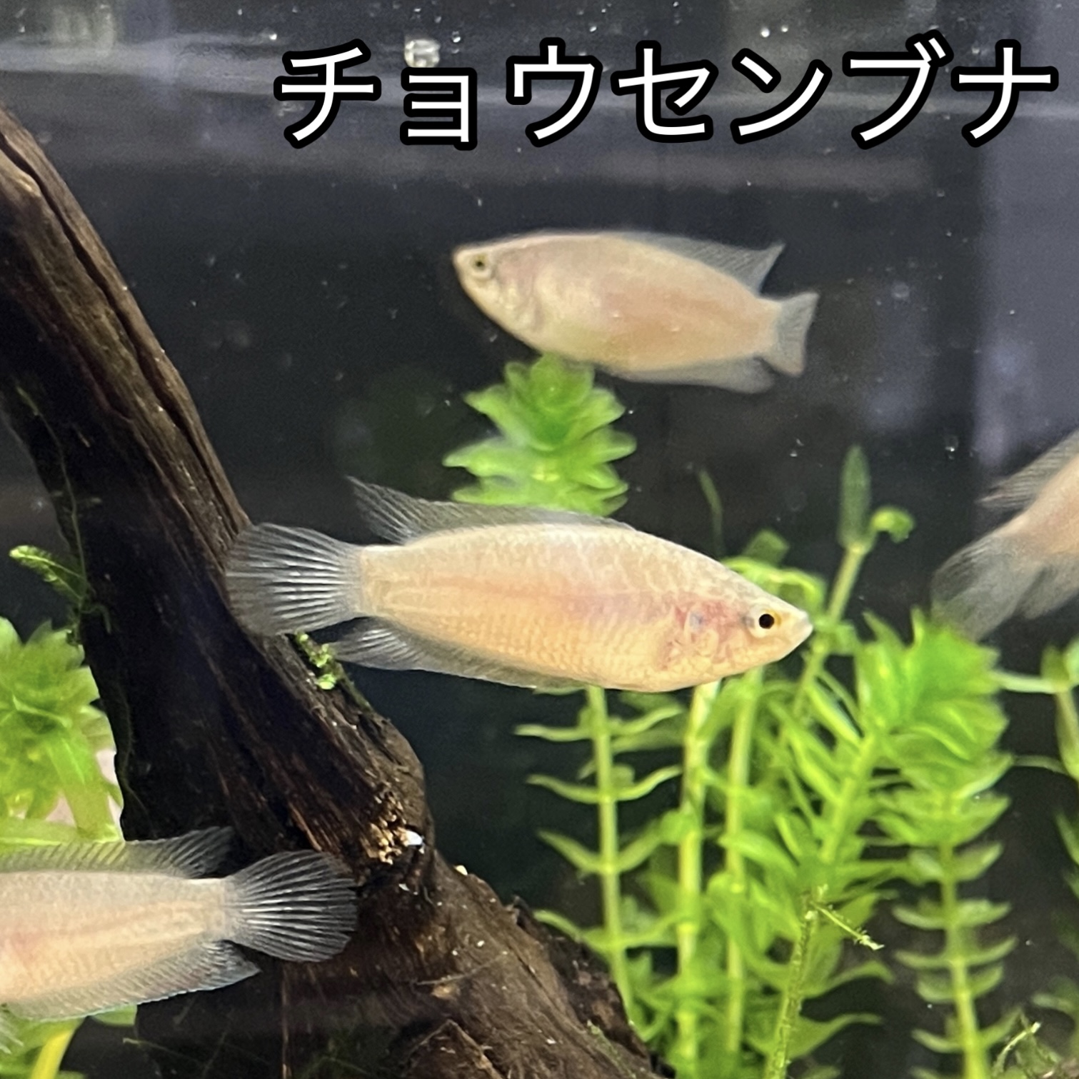 チョウセンブナ