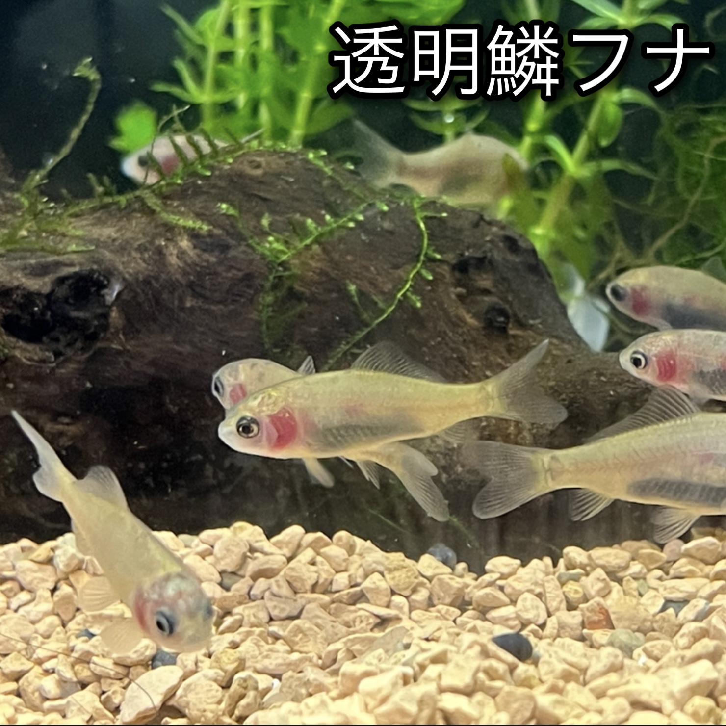 透明鱗フナ