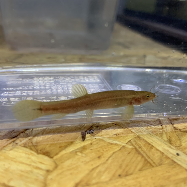 エゾホトケドジョウ