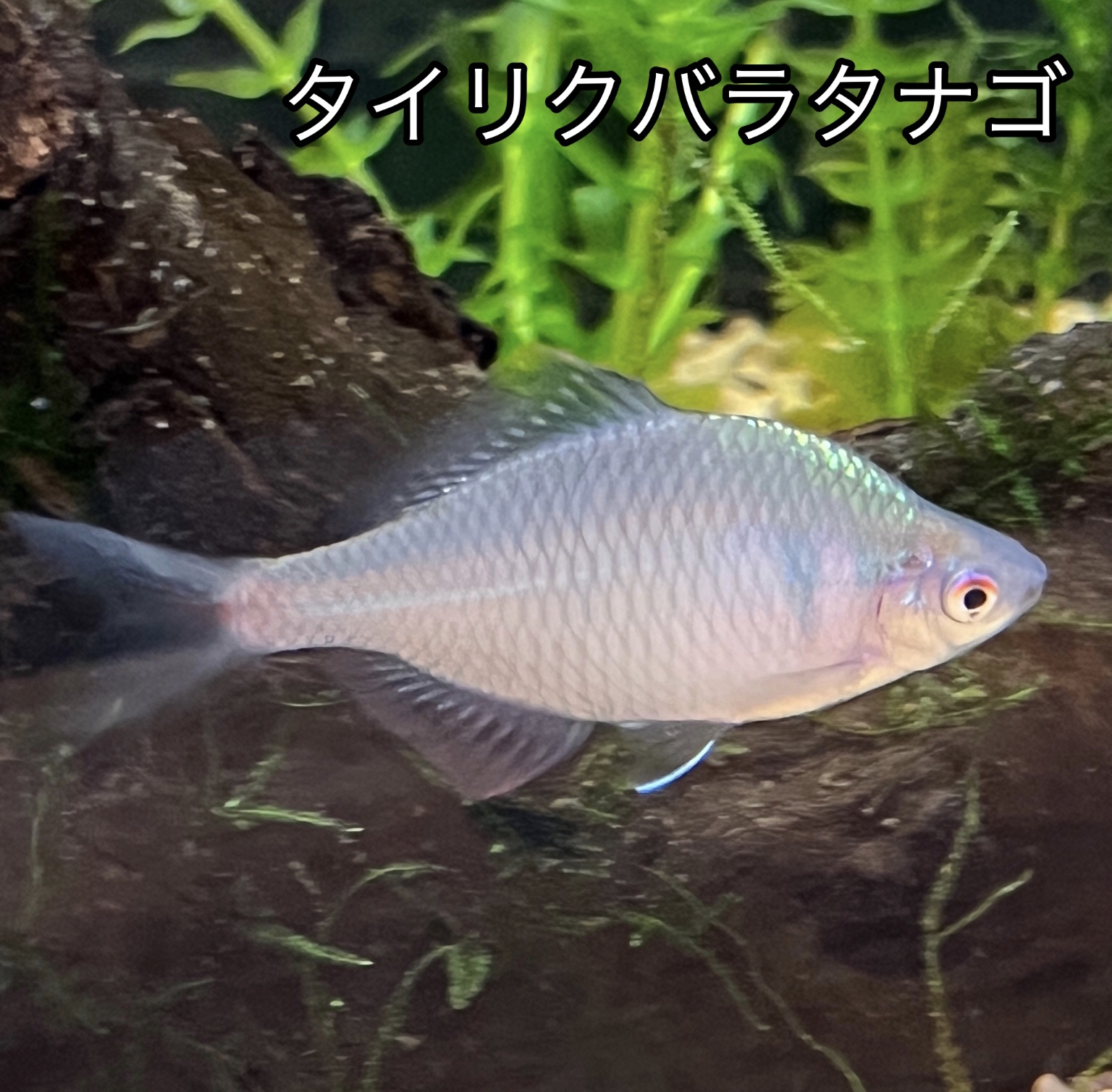 タイリクバラタナゴ