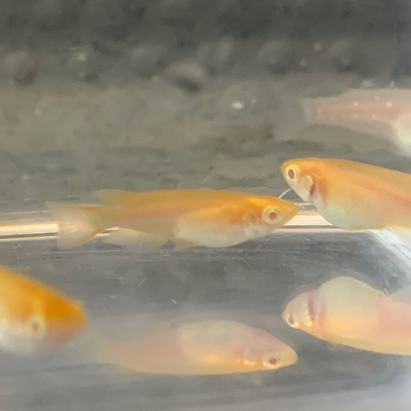 アルビノ楊貴妃メダカ