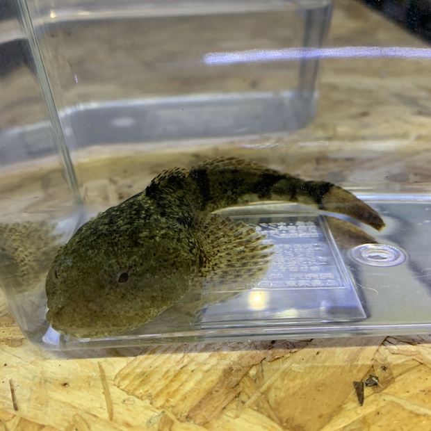 エゾハナカジカ