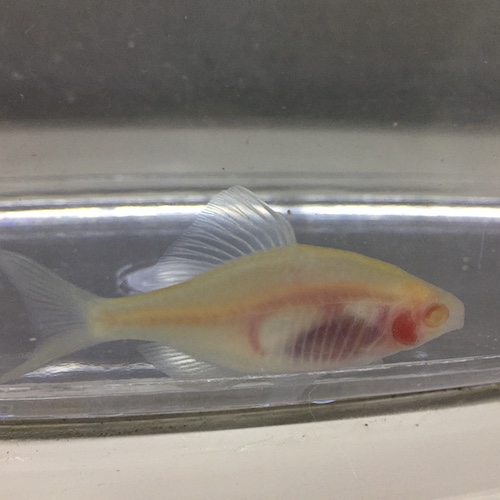 ［アルビノ透明鱗］タイリクバラタナゴ