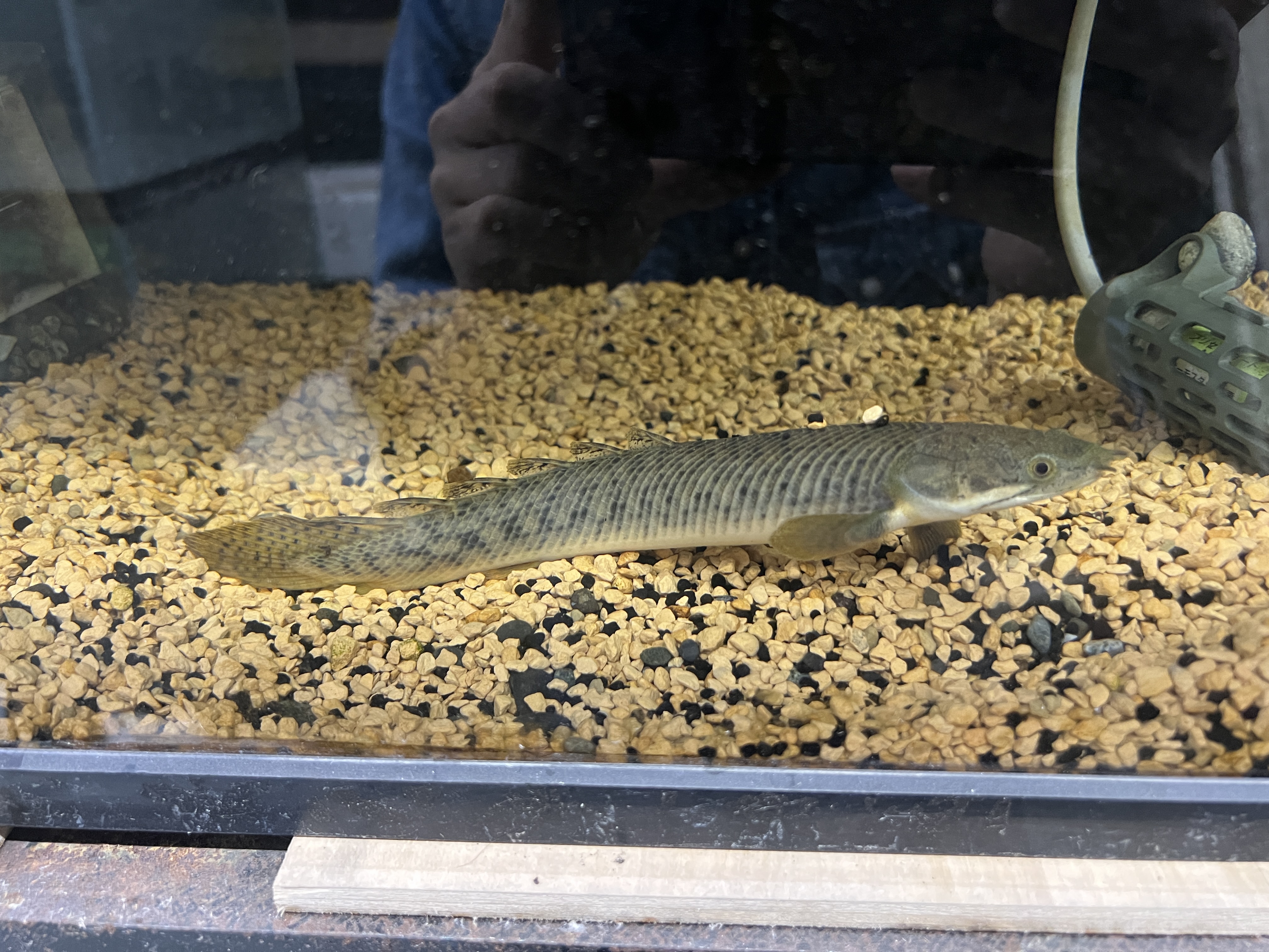 ポリプテルス　パルマス