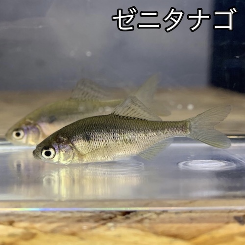 ゼニタナゴ