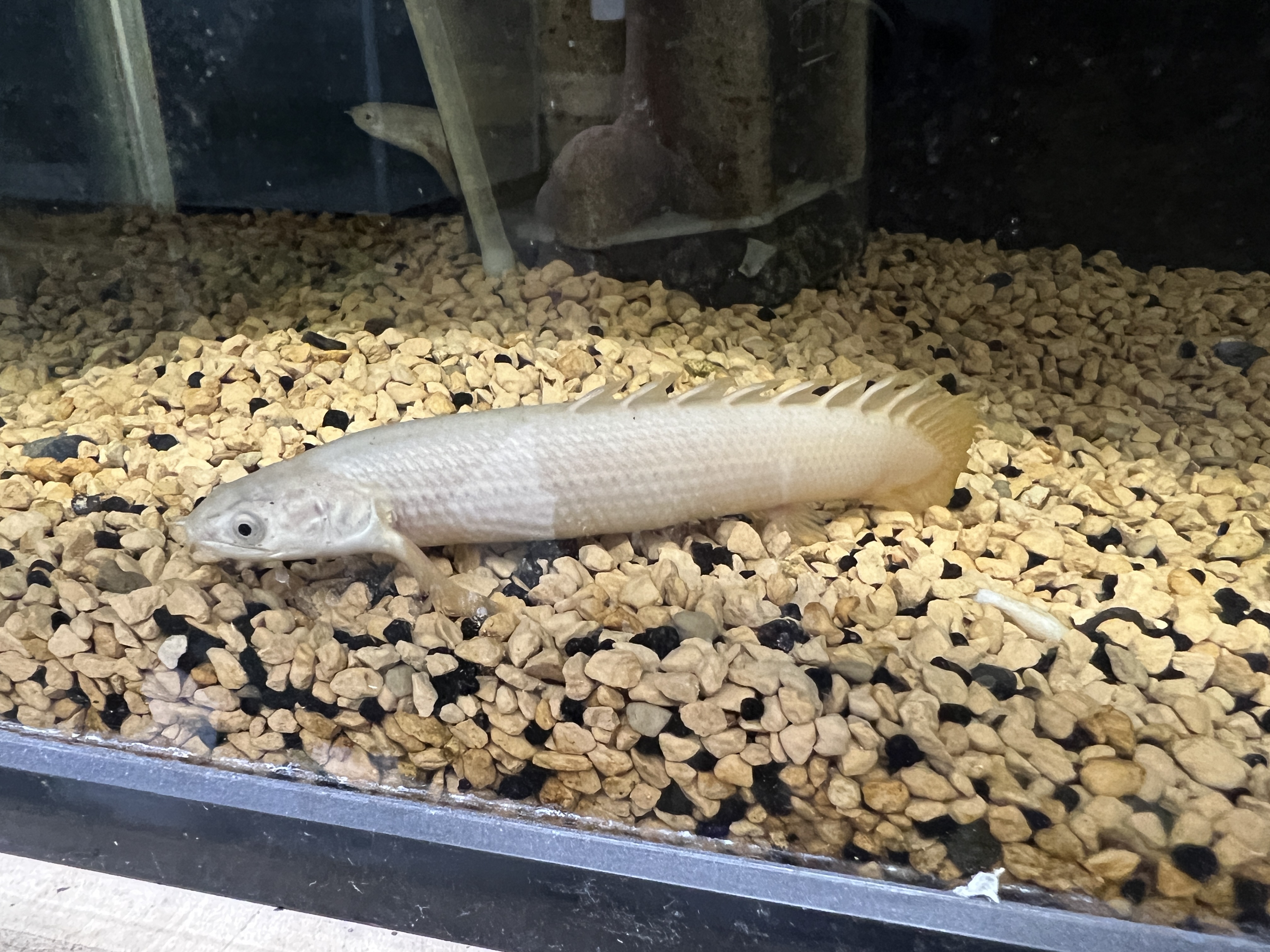 ポリプテルス　セネガルス