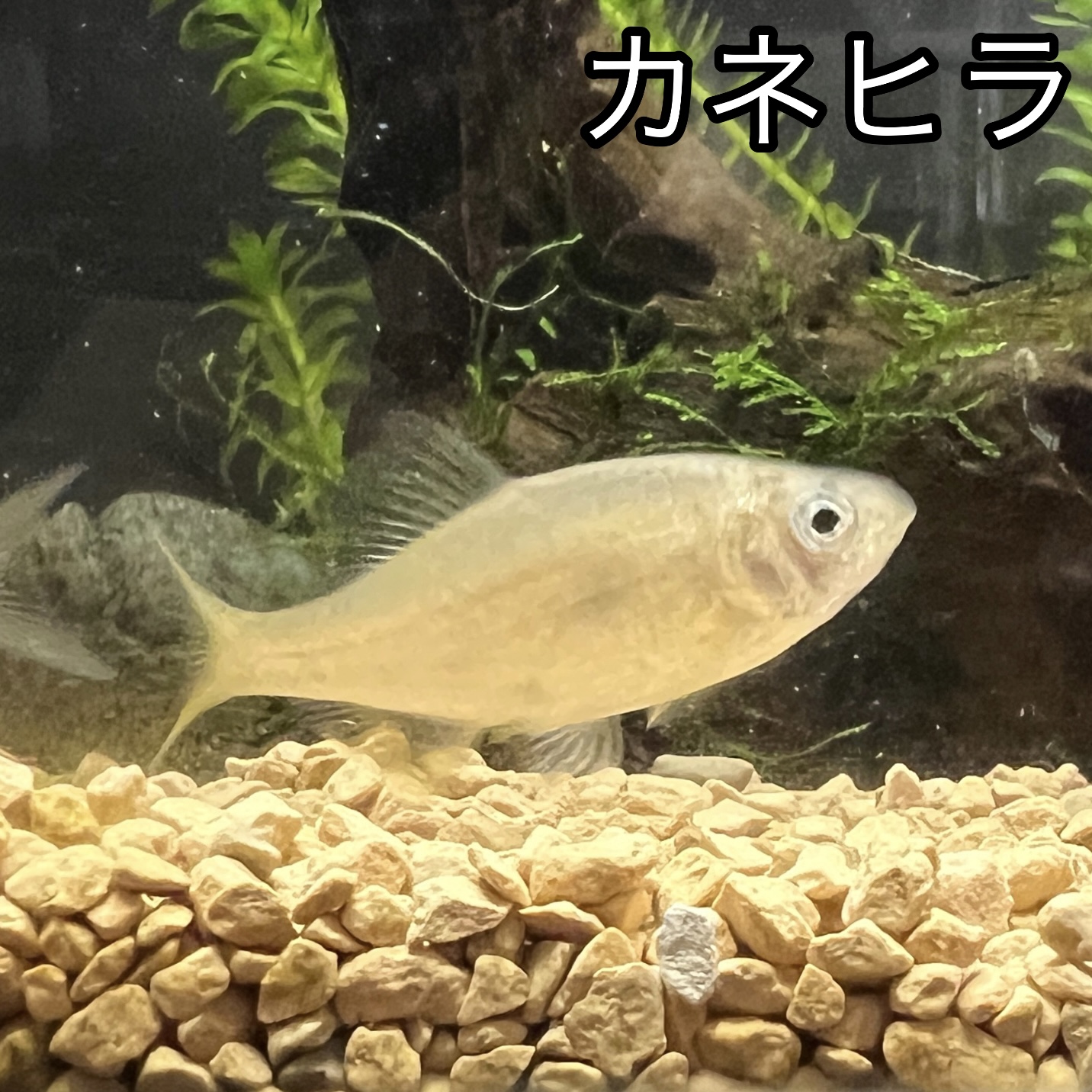 カネヒラ［3匹セット］