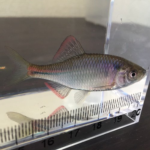 キタノアカヒレタビラ