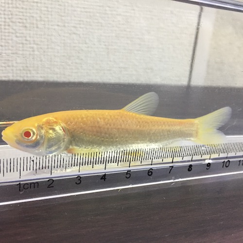 アルビノソウギョ