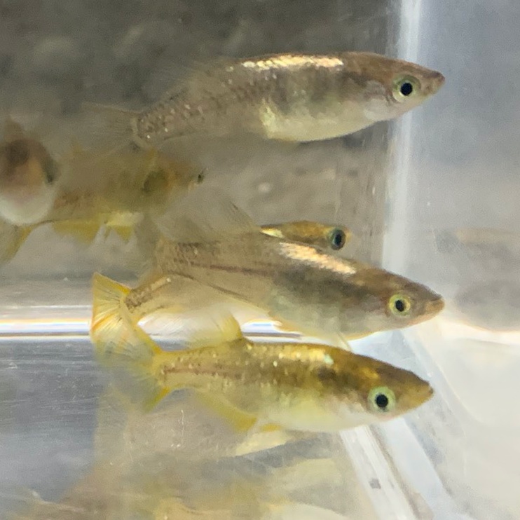 ［麒麟花火］メダカ