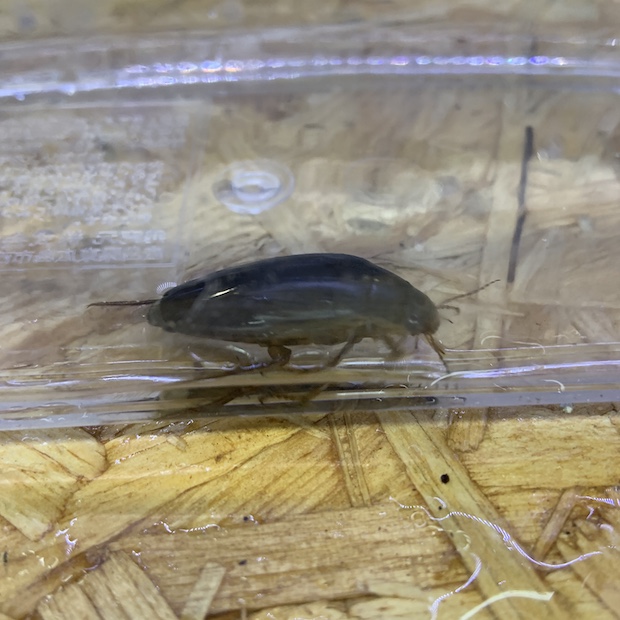 ゲンゴロウモドキ