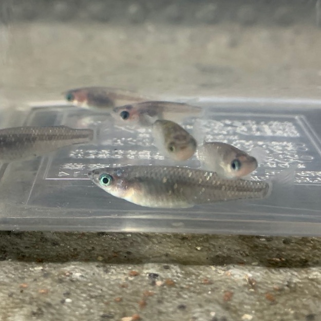 ［夜桜］メダカ