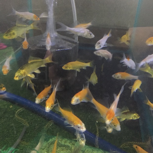 ヒレナガニシキゴイ